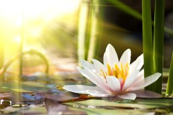Lotus bloem_92515741